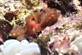   Orangutang Crab Achaeus japonicus Orang-utang Orang utang  